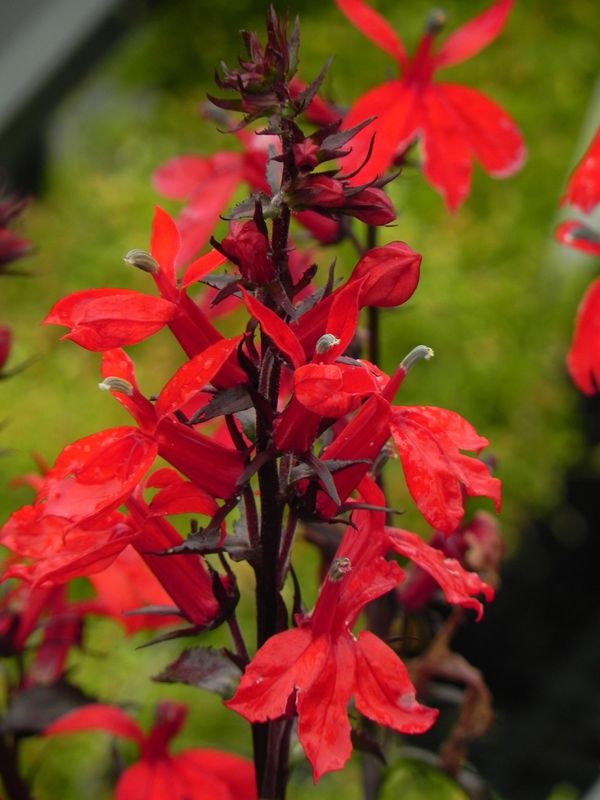 Lobelia speciosa ‘Starship™ F1 Scarlet’