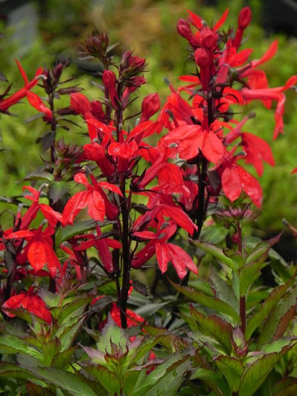 Lobelia speciosa ‘Starship™ F1 Scarlet’