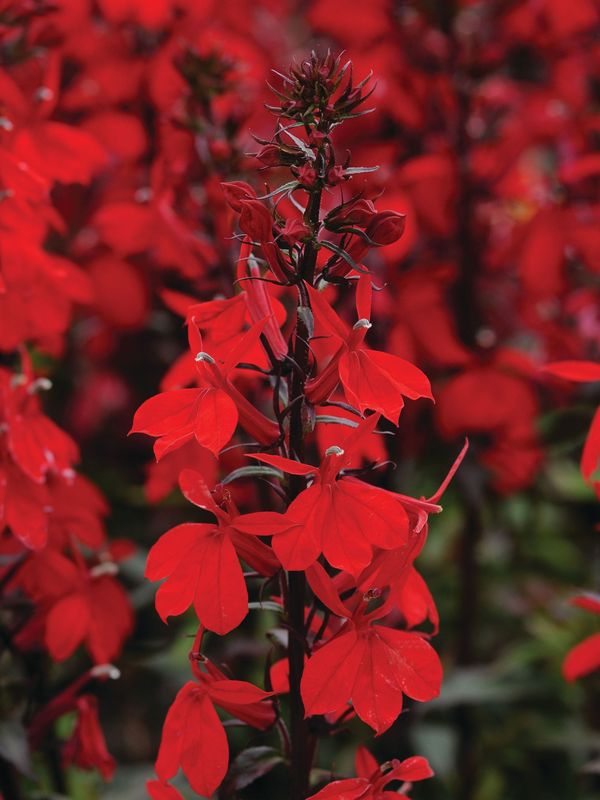 Lobelia speciosa ‘Starship™ F1 Burgundy’