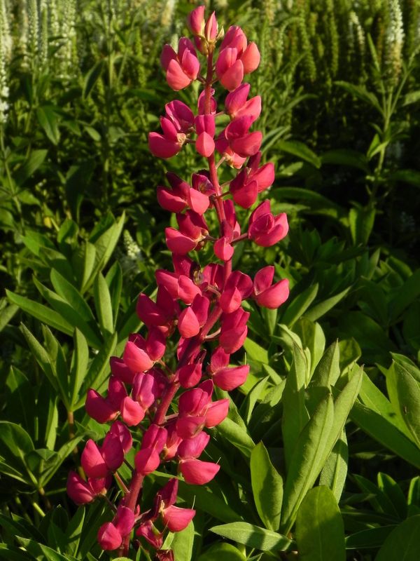 Lupinus Nanus Russell Gallery-Series ‘Gallery Red’
