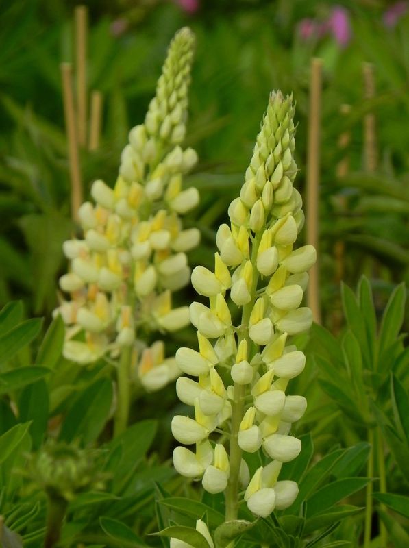 Lupinus polyphyllus ‘Gallery Yellow Shades’