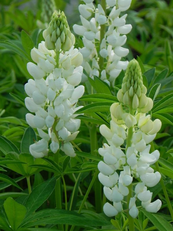 Lupinus polyphyllus ‘Russell Hybrids Noble Maiden’