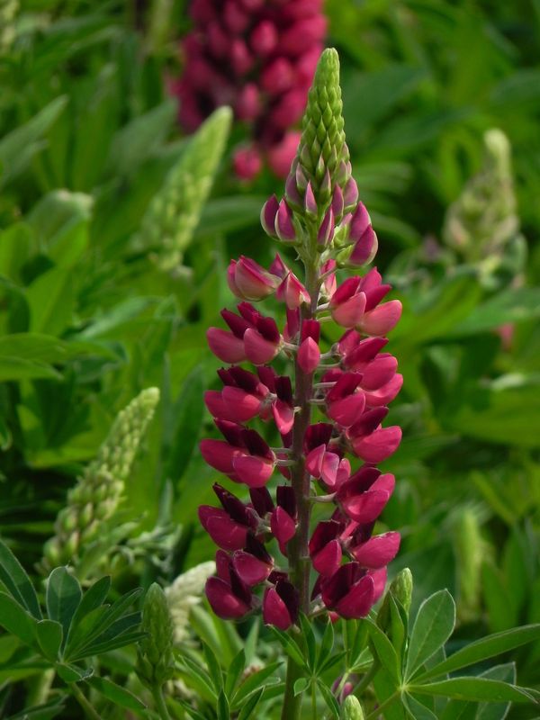 Lupinus polyphyllus ‘Gallery Red Shades’