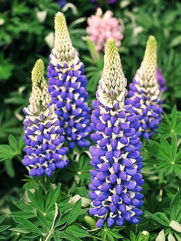 Lupinus polyphyllus ‘Legendary Blue Shades’