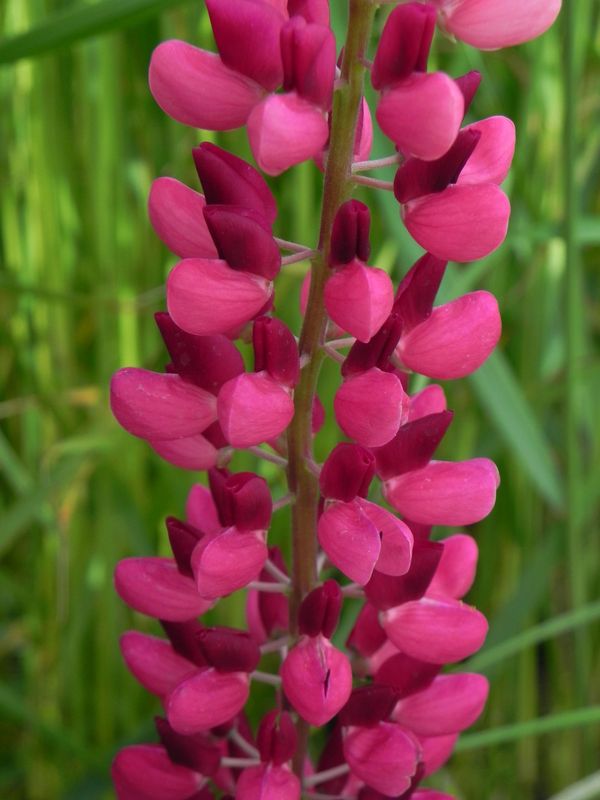 Lupinus polyphyllus ‘Legendary Red Shades’
