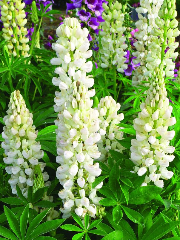 Lupinus polyphyllus ‘Legendary White Shades’