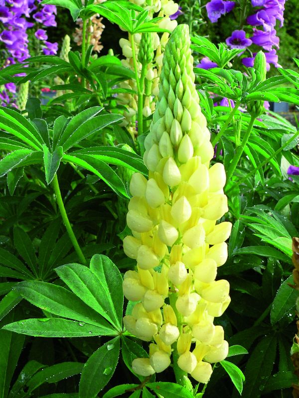 Lupinus polyphyllus ‘Legendary Yellow Shades’