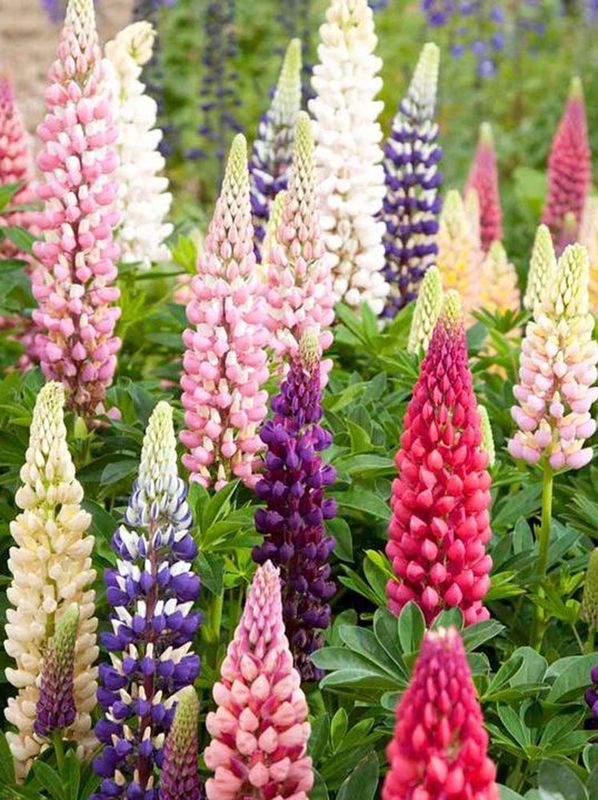 Lupinus x ‘Russell mixture’
