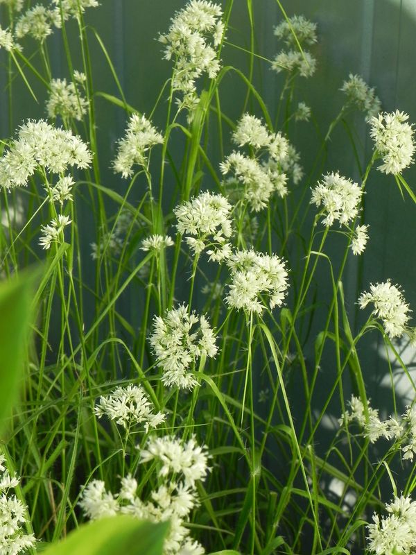 Luzula nivea ‘Lucius’