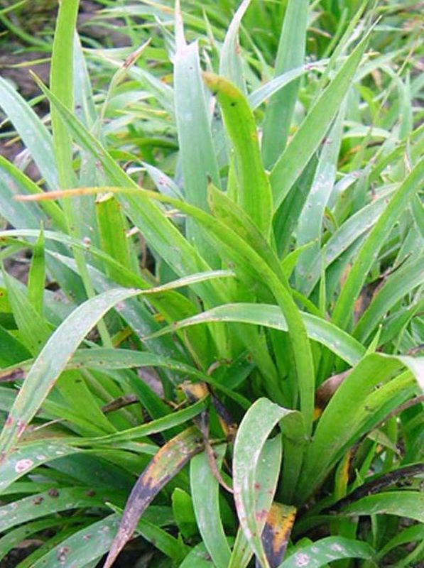 Luzula pilosa ‘Grünfink’
