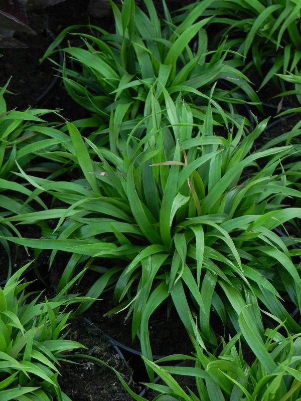 Luzula pilosa ‘Igel’