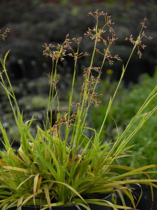 Luzula sylvatica ‘Solar Flair’