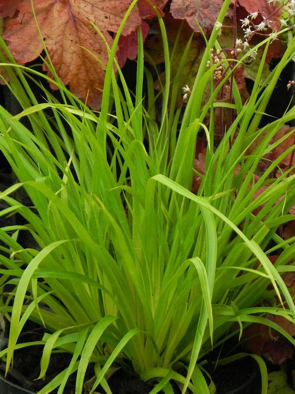 Luzula sylvatica ‘Solar Flair’