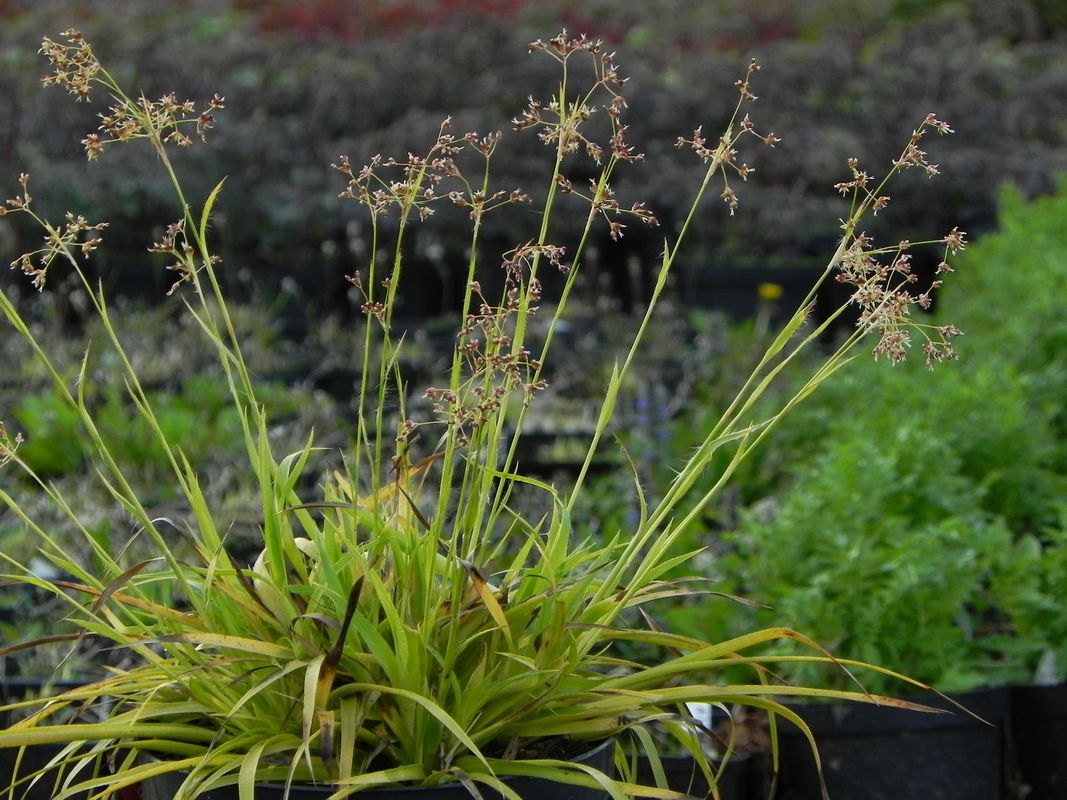 Luzula sylvatica ‘Solar Flair’