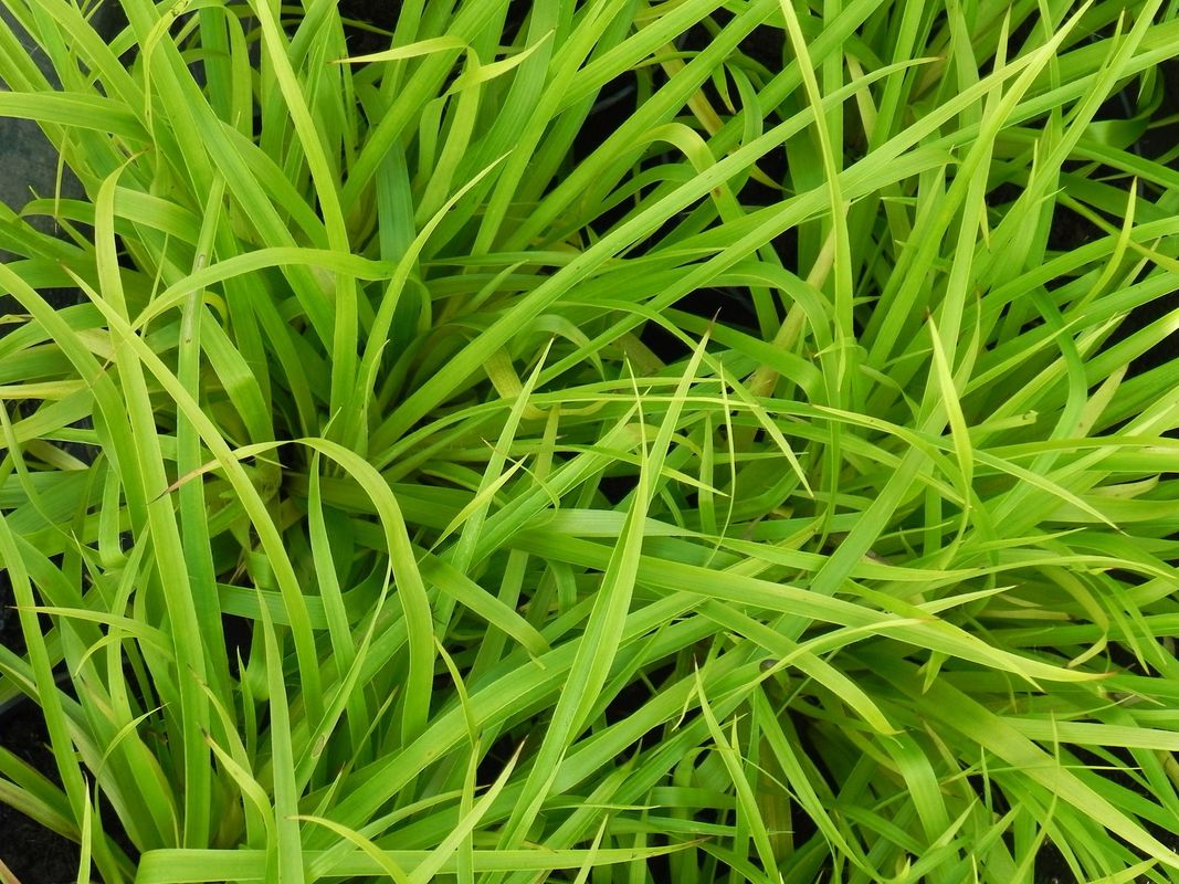 Luzula sylvatica ‘Solar Flair’