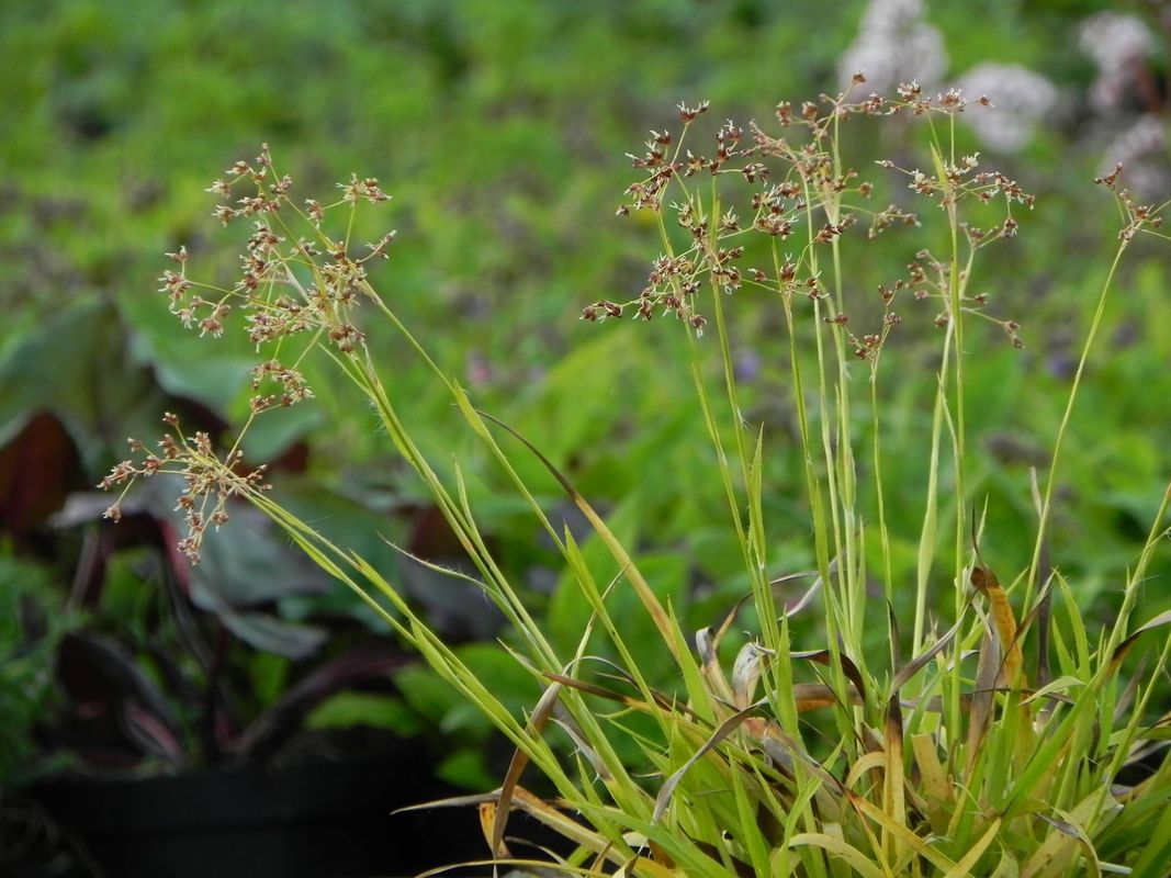 Luzula sylvatica ‘Solar Flair’