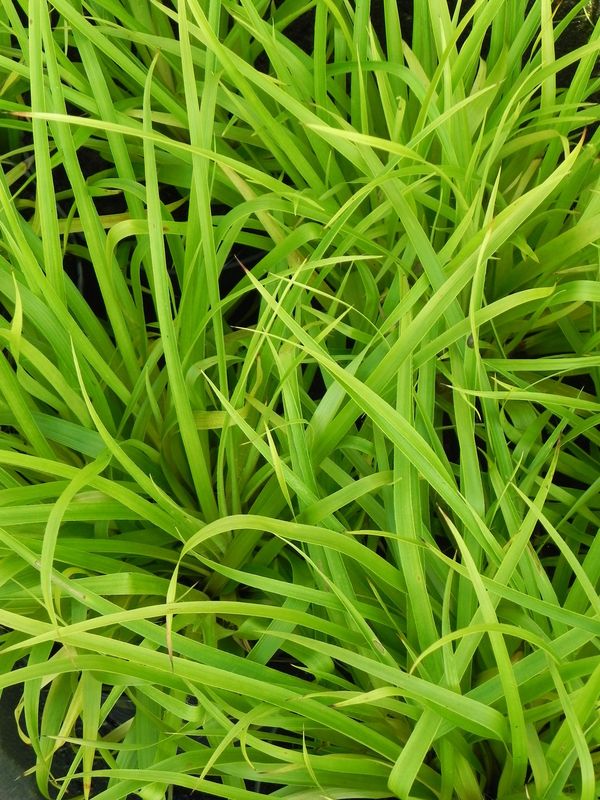 Luzula sylvatica ‘Solar Flair’