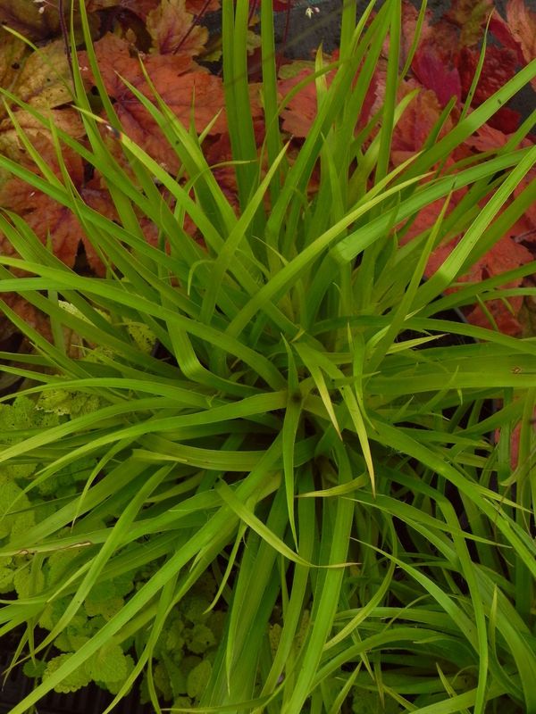 Luzula sylvatica ‘Solar Flair’