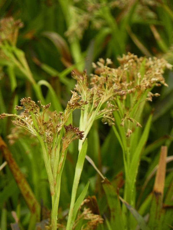Luzula sylvatica ‘Starmaker’