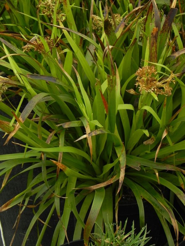 Luzula sylvatica ‘Starmaker’