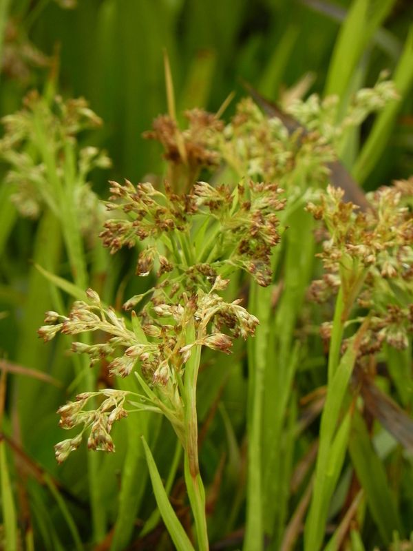 Luzula sylvatica ‘Starmaker’