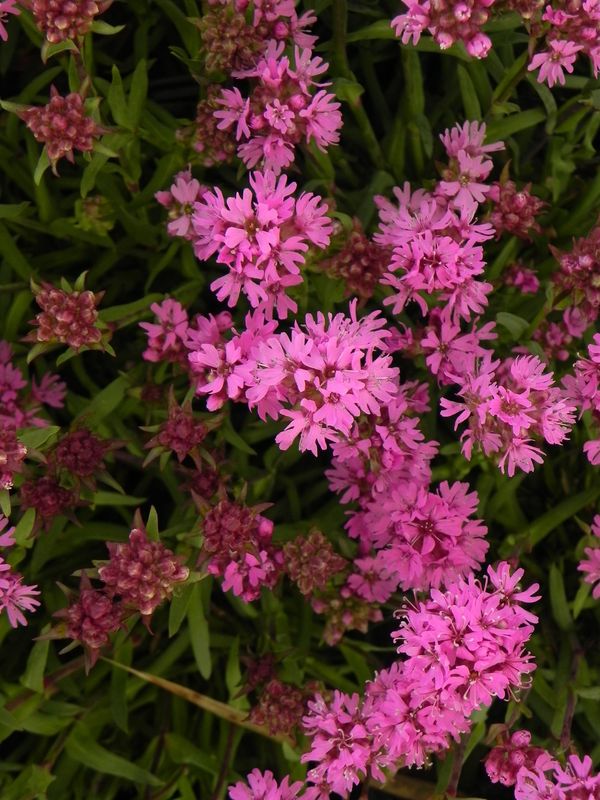 Lychnis alpina