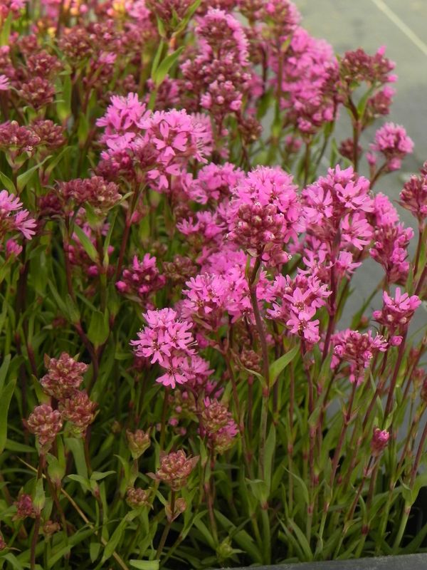 Lychnis alpina