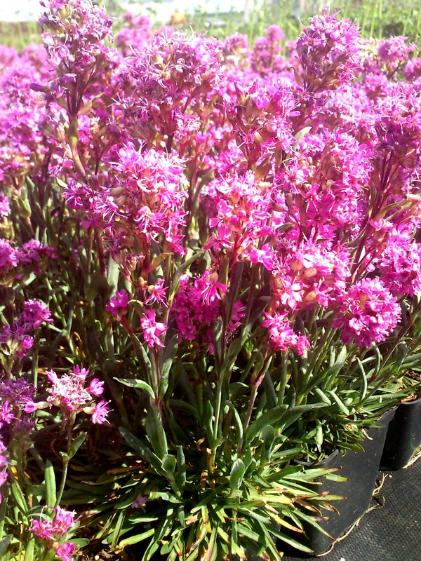 Lychnis alpina