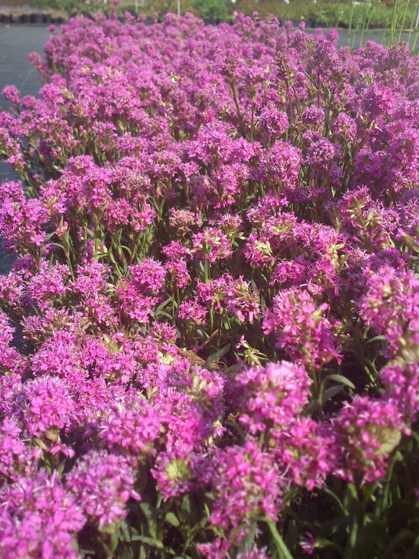 Lychnis alpina