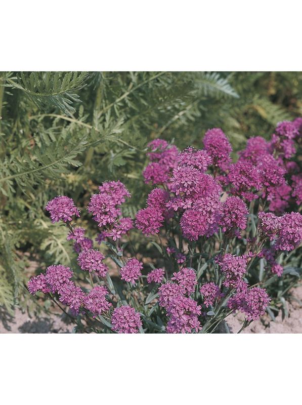 Lychnis alpina ‘Magenta’