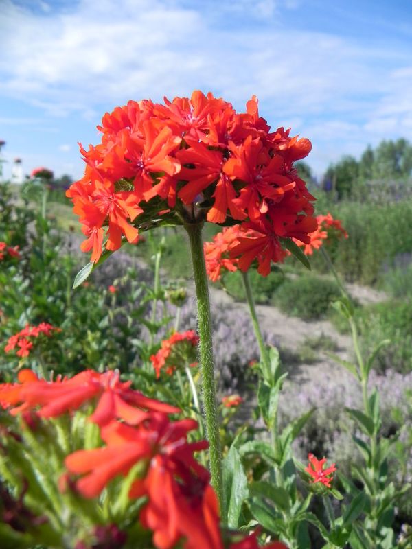 Lychnis chalcedonica ‘Red’