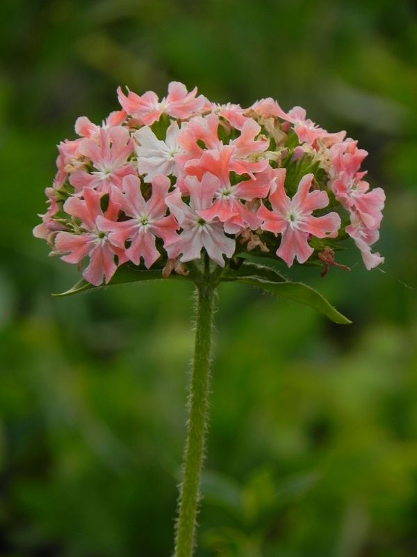 Lychnis chalcedonica ‘Carnea’
