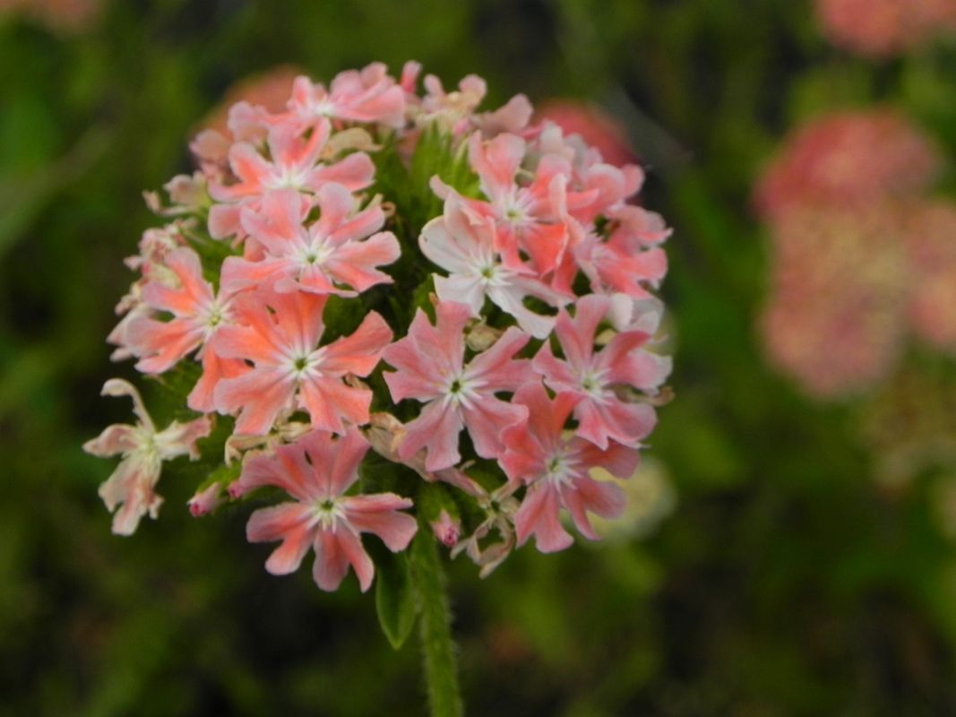 Lychnis chalcedonica ‘Carnea’