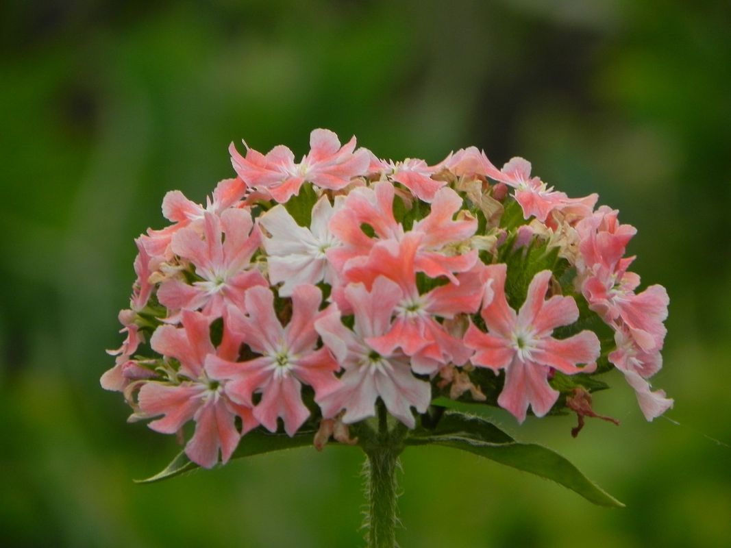 Lychnis chalcedonica ‘Carnea’