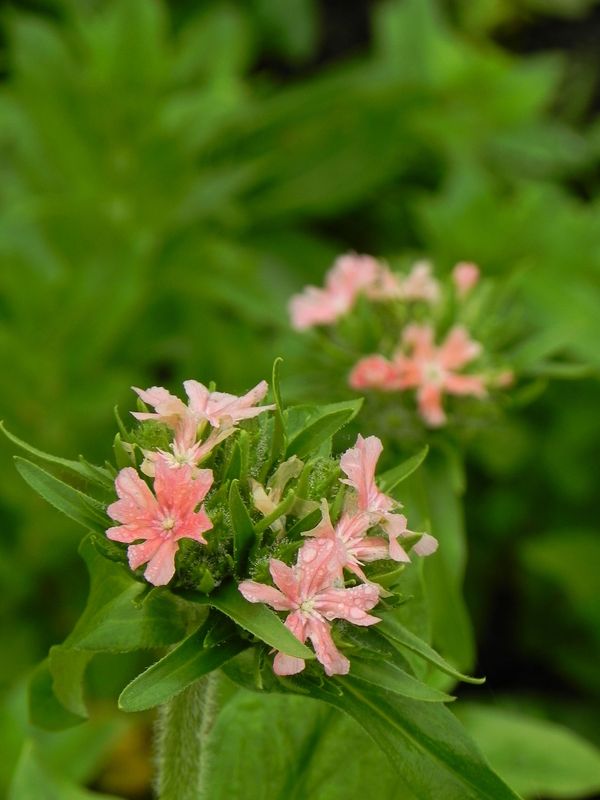 Lychnis chalcedonica ‘Carnea’