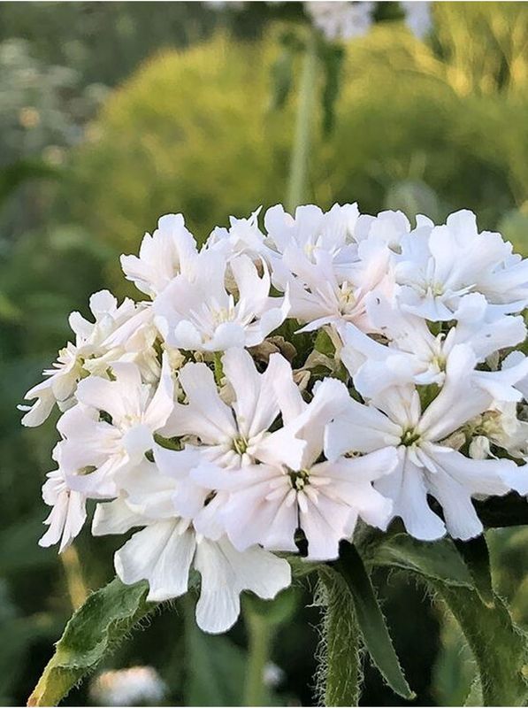 Lychnis chalcedonica ‘Rauhreif’