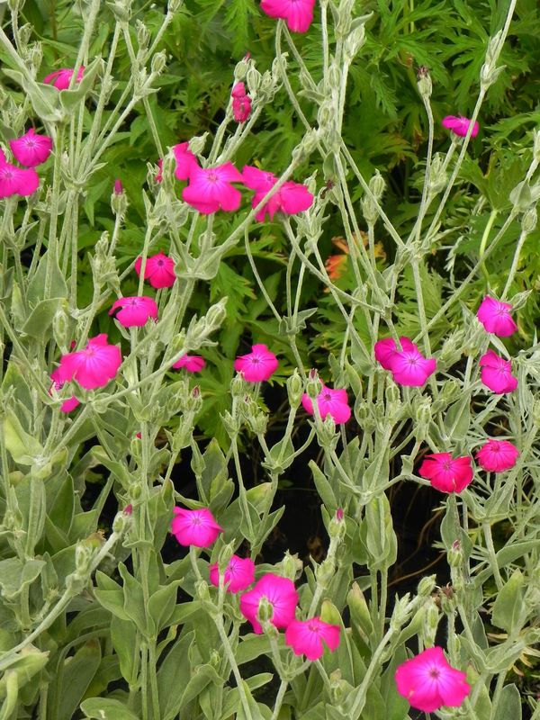 Lychnis coronaria ‘Atrosanguinea’