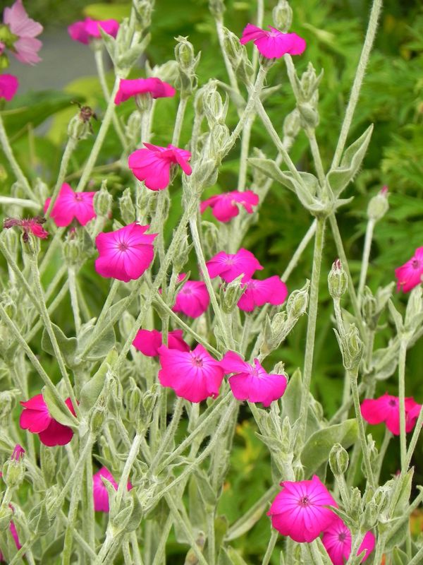 Lychnis coronaria ‘Atrosanguinea’