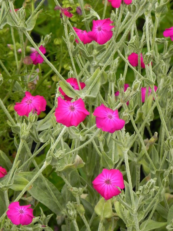 Lychnis coronaria ‘Atrosanguinea’