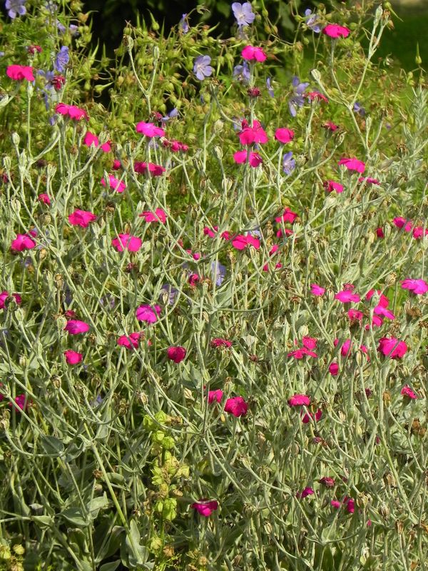 Lychnis coronaria ‘Atrosanguinea’
