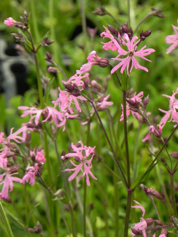 Lychnis flos-cuculi