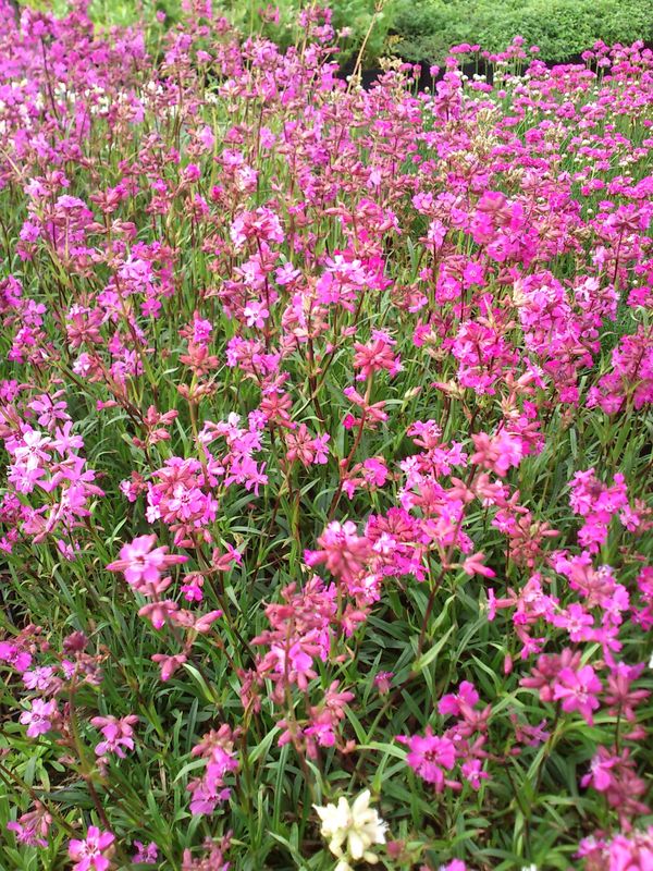 Lychnis viscaria ‘splendens Feuer’