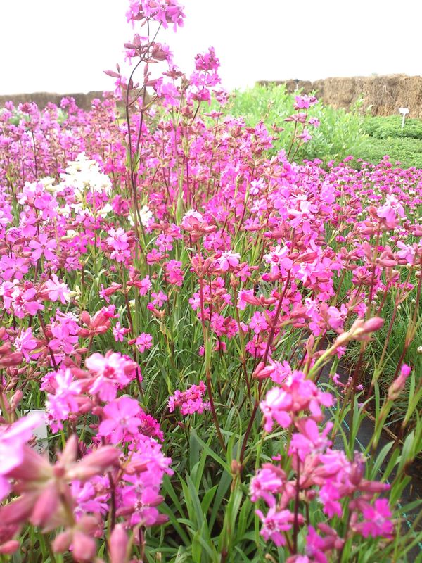 Lychnis viscaria ‘splendens Feuer’