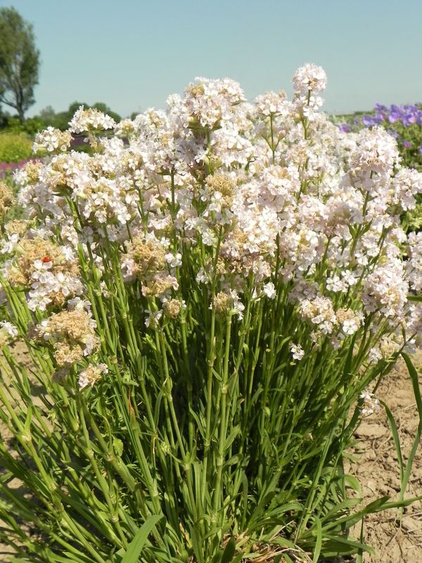 Lychnis viscaria ‘Alba’