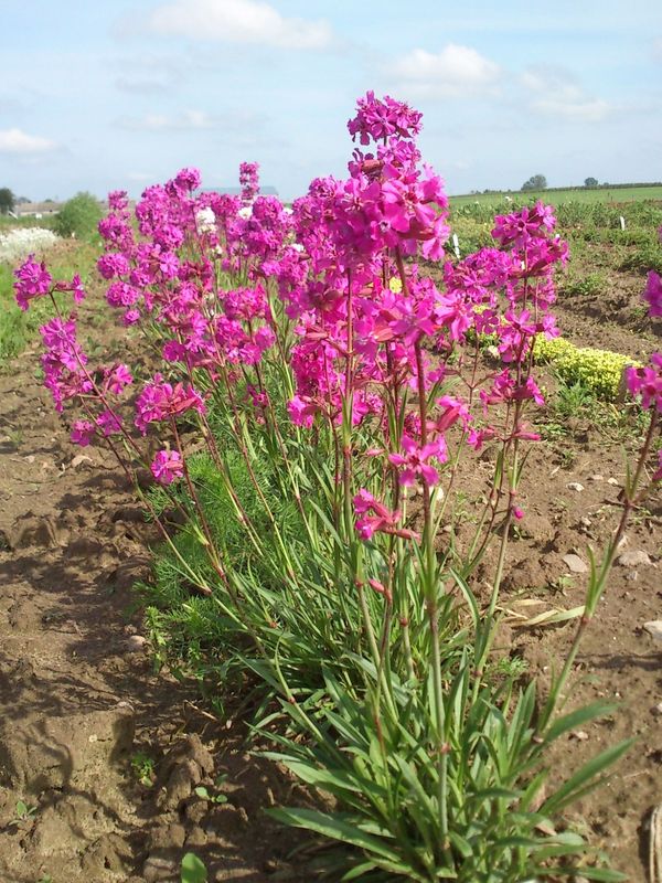 Lychnis viscaria ‘Splendens’