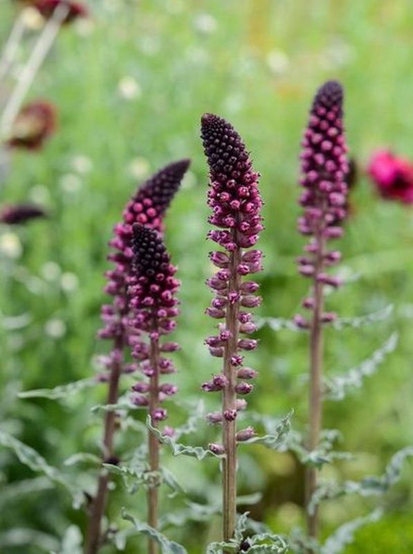 Lysimachia atropurpurea ‘Beaujolais’