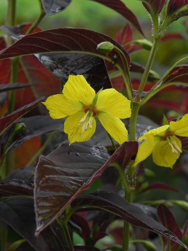 Lysimachia ciliata ‘Firecracker’