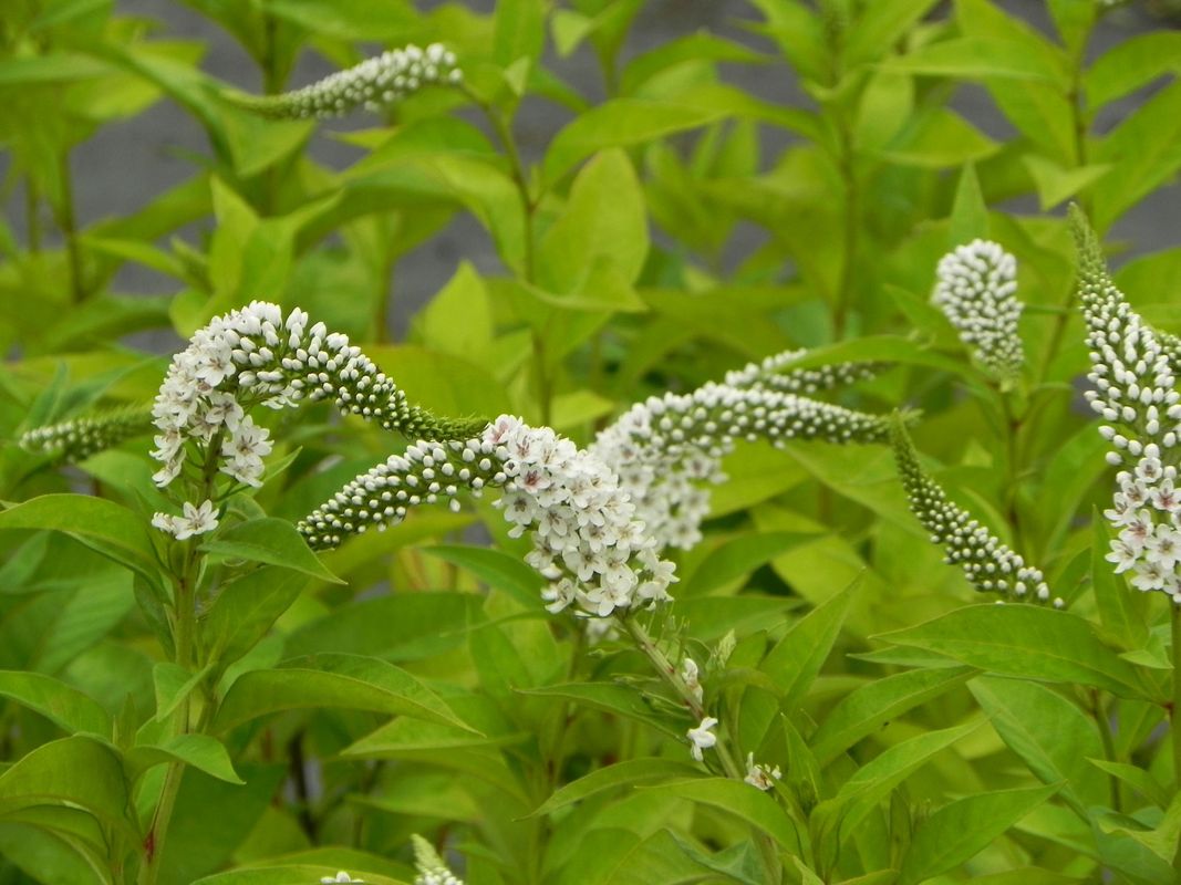 Lysimachia clethroides