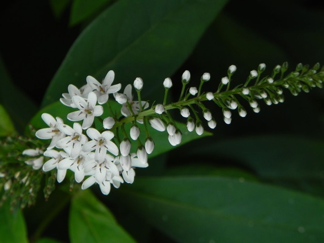 Lysimachia clethroides