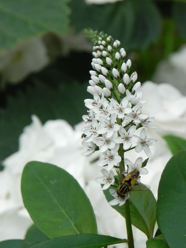 Lysimachia clethroides